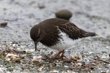 BlackTurnstone0023.jpg