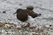 BlackTurnstone0024.jpg