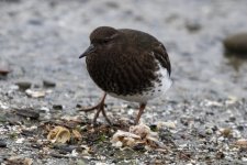 BlackTurnstone0026.jpg