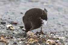 BlackTurnstone0030.jpg
