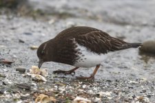 BlackTurnstone0034.jpg