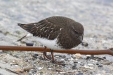 BlackTurnstone0043.jpg
