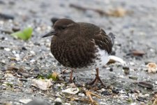 BlackTurnstone0054.jpg