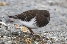 BlackTurnstone0056.jpg