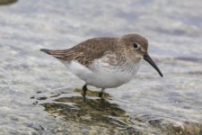 Dunlin0057.jpg