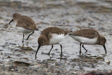 Dunlins0010.jpg
