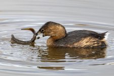 BPiedBIlledGrebeWLongnoseDace0484.jpg