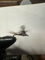 IMG_0401.jpeg
