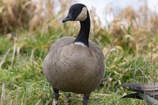 C01CacklingGoose0582.jpg