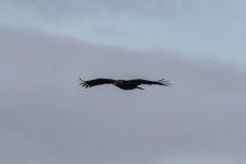 C02BaldEagleInFlight0700.jpg