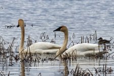 C04TrumpeterSwans&RuddyDuck0673.jpg