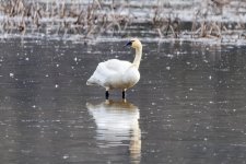 C05TundraSwan0545.jpg