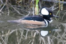 C06HoodedMerganserDrake0528.jpg