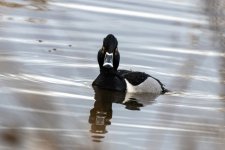 C07RingNeckedDrake0774.jpg