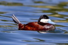 RuddyDuckB1736.jpg