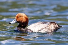 RedheadDrake1704.jpg