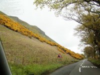 scotlandroadd.jpg