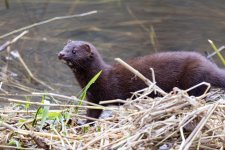 A01Mink0881.jpg