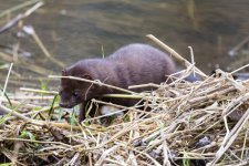 A02Mink0884.jpg