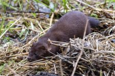 A03Mink0887.jpg