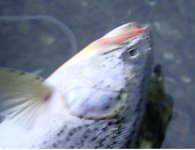 IMG_6516.jpeg