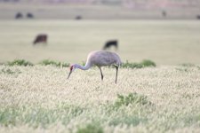sandhill crane 1.jpg