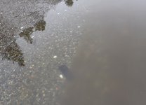 IMG_6559.jpeg