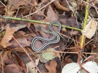 A04GarterSnakeP2140006.jpg