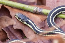 A05GarterSnake0869.jpg