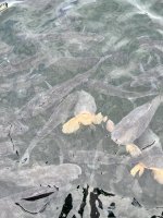 IMG_3654.jpeg