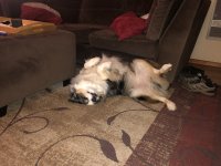IMG_1331.jpeg