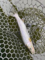 IMG_3513.jpeg