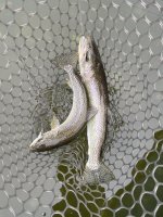 IMG_3525.jpeg