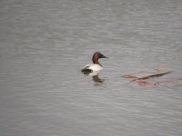 canvasback1.JPG