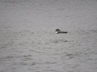 commonloon.JPG