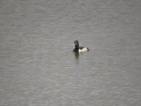 ringbillduck.JPG