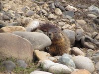 marmot.JPG