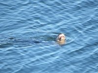 otter1.JPG