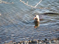 otter3.JPG
