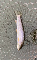 IMG_4284.jpeg