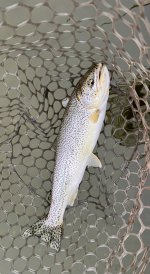 IMG_4283.jpeg