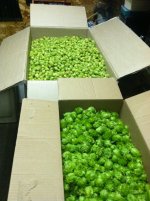 HOPS3.JPG HOPS3.JPG