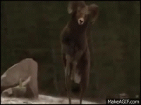 EwfDiy.gif