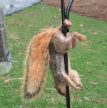 Squirrel nuts.gif