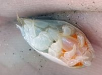 Mole Crab wEggs.jpg Mole Crab wEggs.jpg