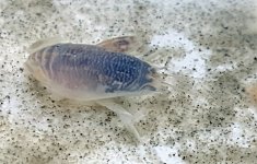 Mole Crab.jpg
