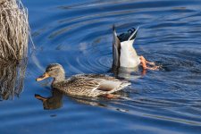 A01aMallardPair0334.jpg