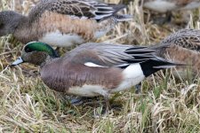 A02bAmericanWigeonDrake0911.jpg