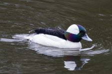 A03aBufflheadDrake0946.jpg