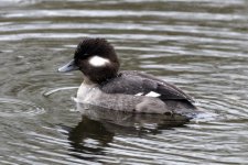 A03bBufflheadHen0932.jpg
